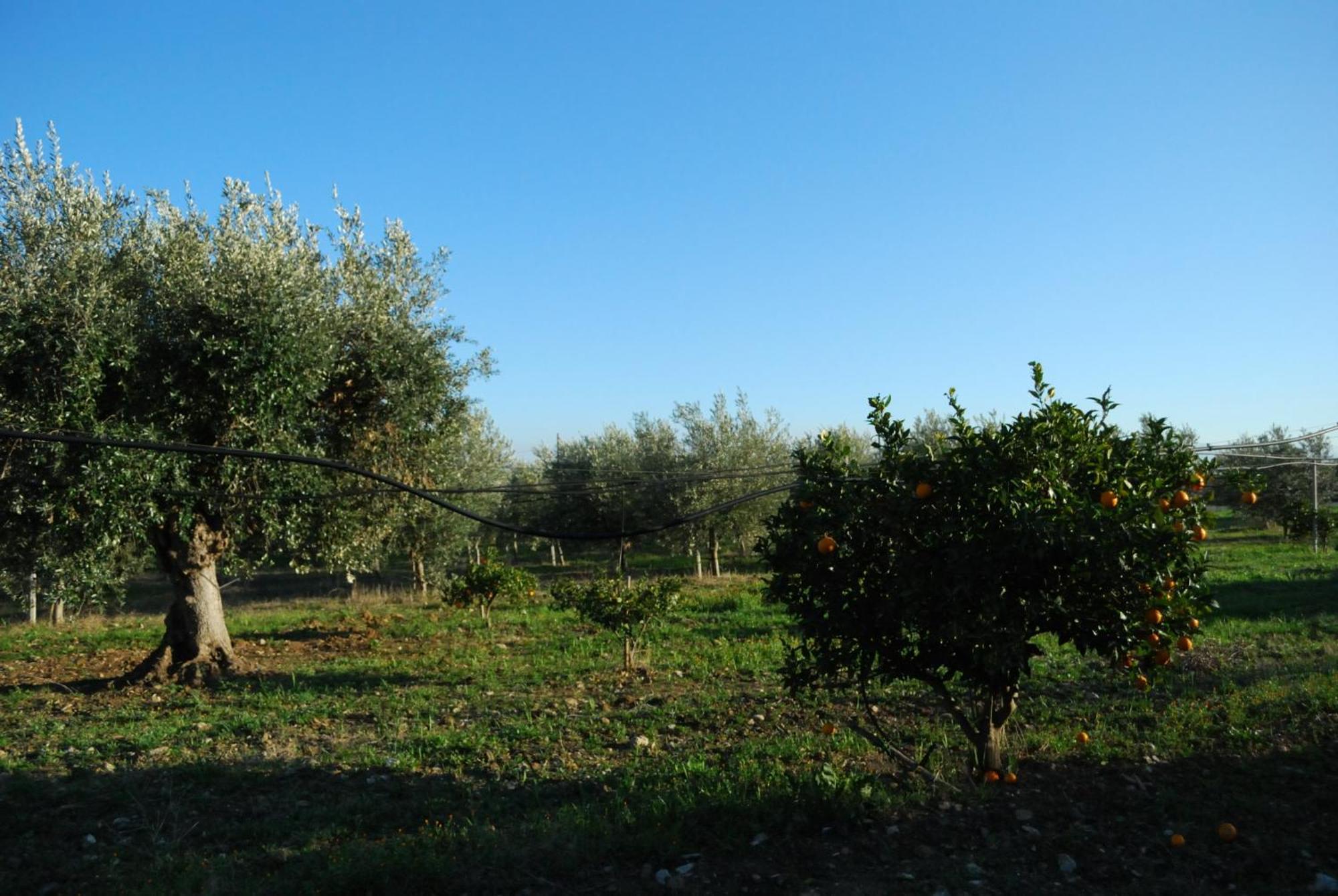 Agriturismo - B&B "La Funicolare" Francavilla Marittima Bagian luar foto