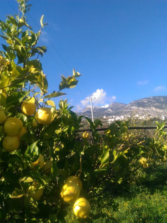 Agriturismo - B&B "La Funicolare" Francavilla Marittima Bagian luar foto